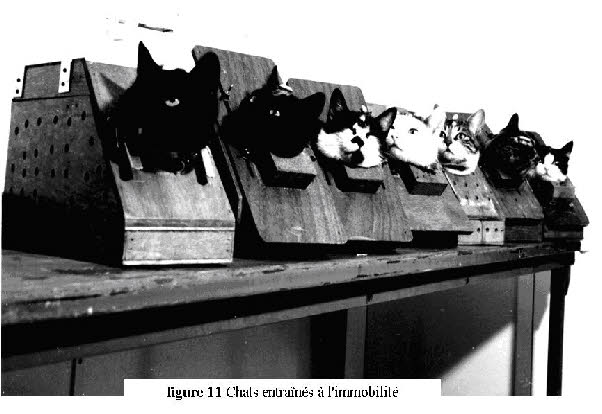 Chat